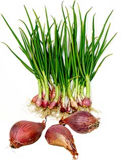 Shallots